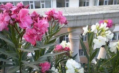 国产永生花有毒性吗视频,无毒担忧是否多余？